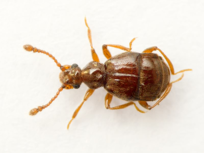 Brachygluta fossulata (Reichenbach, 1816)